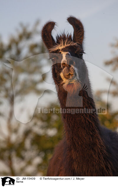 Lama / llama / JM-15409