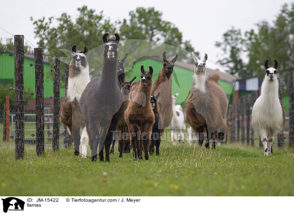 Lamas / llamas / JM-15422