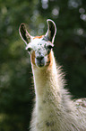 llama portrait