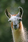 llama portrait