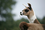 Lama foal