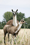 Lama mare with foal