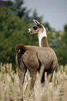 Lama foal