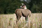 Lama foal