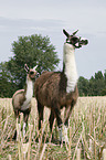 Lama mare with foal