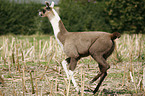 Lama foal