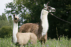 Lama mare with foal