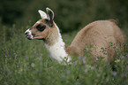 Lama foal