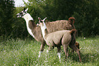 Lama mare with foal