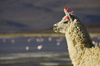 llama