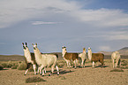 llamas