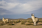 llamas