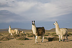 llamas