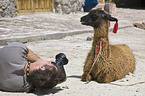 photographer and llama
