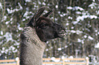 llama portrait