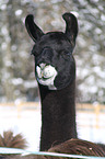 llama portrait