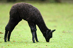 llama