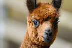 llama