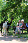 animal-assisted therapy