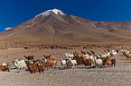 llamas
