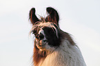 llama