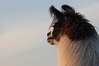 llama