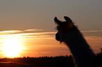 llama