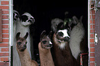 llamas