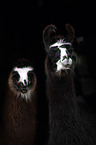 llamas