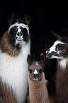 llamas