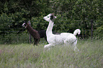 llamas