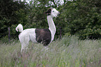 llamas
