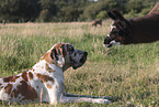 Great Dane with lama