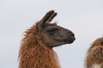 llama