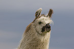 llama