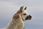 llama