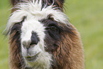 llama