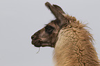 llama