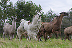llamas