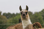 llama