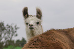 llamas