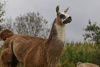 llama