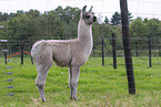 llama