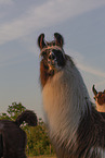 llamas