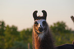 llama