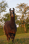 llama