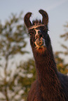 llama