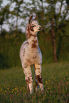 llama