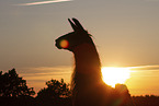 llama