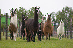 llamas